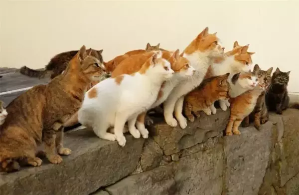 梦见抓住黑猫是什么预兆周公解梦女人(4)