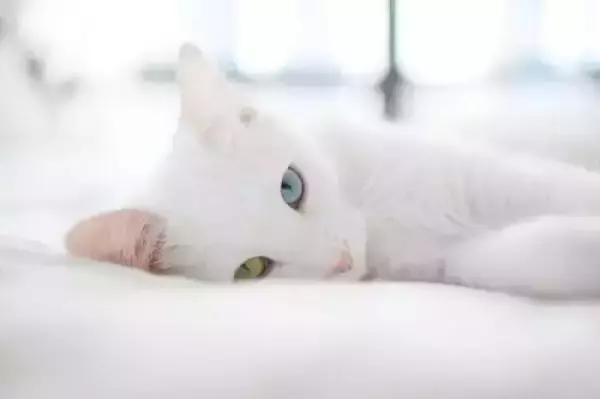梦见抓住黑猫是什么预兆周公解梦女人(7)