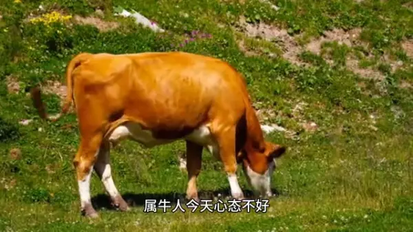 甲寅日柱2023年癸卯年运势如何呢(6)