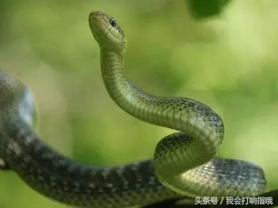 梦到自己在水里游泳什么征兆周公解梦梦见蛇(1)