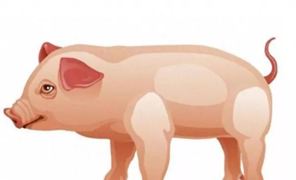 2021年5月属猪女的运势及运程如何(1)