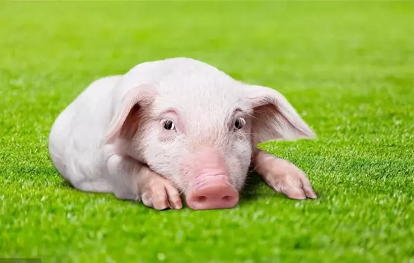 2021年5月属猪女的运势及运程如何(2)