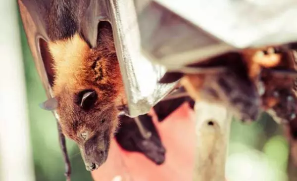 兆福的意思是什么(3)