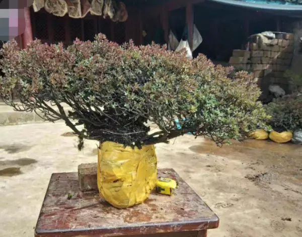 石枫下山桩怎么才能养活(4)