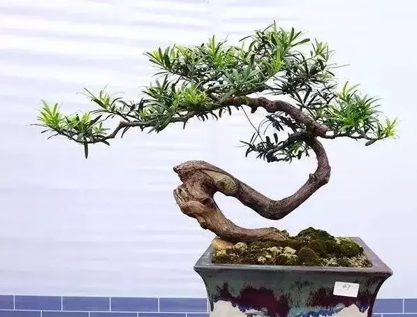 石枫下山桩怎么才能养活(6)