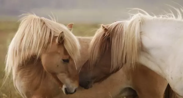 1978年生肖马男2021年运势大全(1)