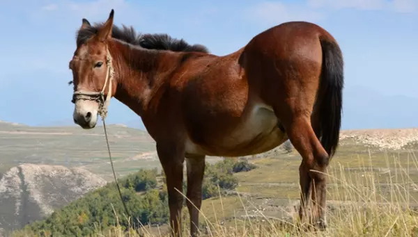 1978年生肖马男2021年运势大全(2)