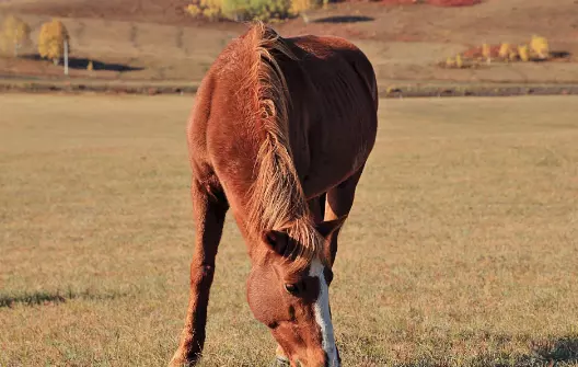 1978年生肖马男2021年运势大全(3)
