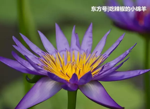 平生最霸气的生肖是哪个生肖呢(1)