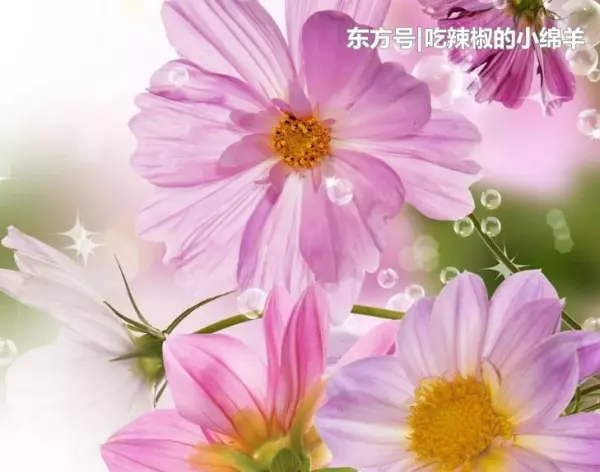 平生最霸气的生肖是哪个生肖呢(2)