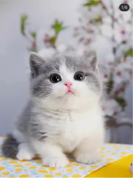 睡觉梦到朋友的猫是什么征兆呢周公解梦(1)