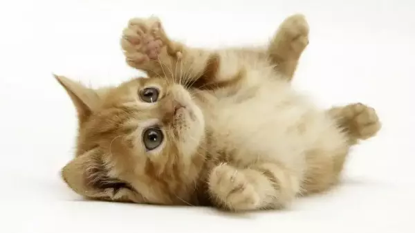 睡觉梦到朋友的猫是什么征兆呢周公解梦(2)