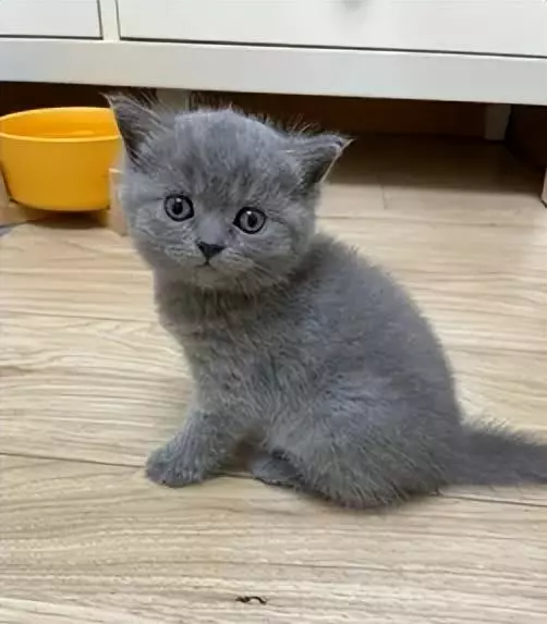 睡觉梦到朋友的猫是什么征兆呢周公解梦(3)