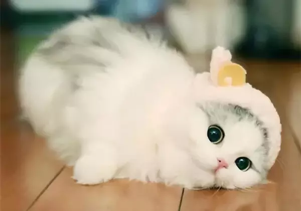 睡觉梦到朋友的猫是什么征兆呢周公解梦(4)