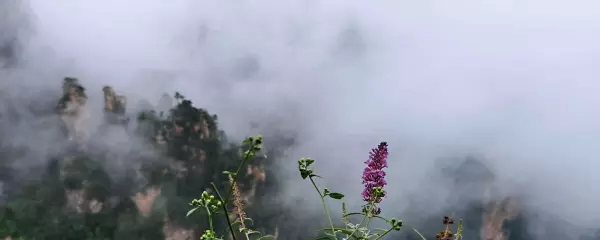 梦见孩子被大鹅追着咬是什么意思周公解梦(3)