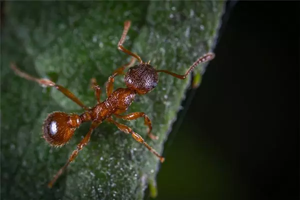 梦到一群红蚂蚁什么意思周公解梦梦见蛇(1)