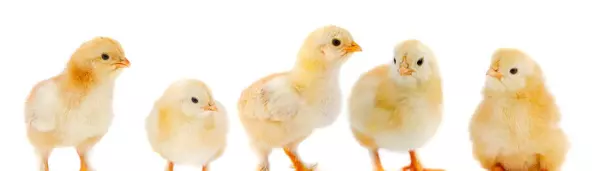 梦见一群黑鸡仔是什么意思周公解梦女人(3)