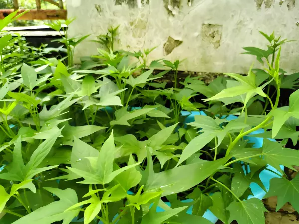 家里阳台种红薯叶会不会影响风水运势呢(2)