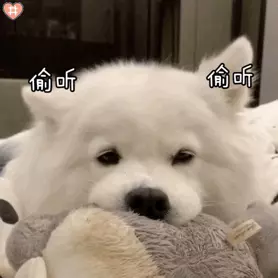 狗取名字叫什么好(12)