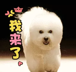 狗取名字叫什么好(6)
