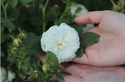 左手虎口有痣意味着什么女人命运不好(1)