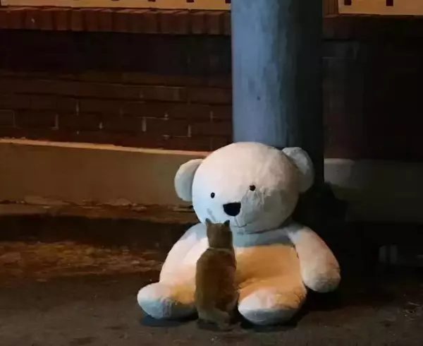 流浪猫与宠物猫的命运是什么意思区别(10)