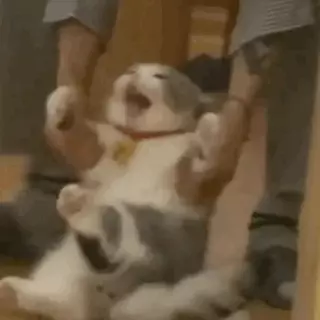 流浪猫与宠物猫的命运是什么意思区别(1)