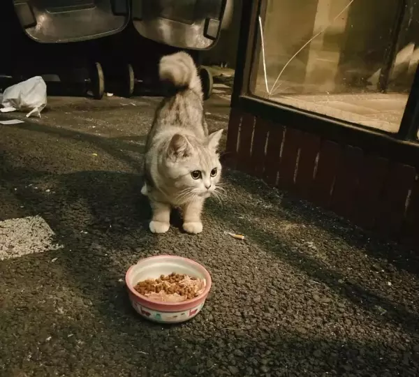 流浪猫与宠物猫的命运是什么意思区别(3)