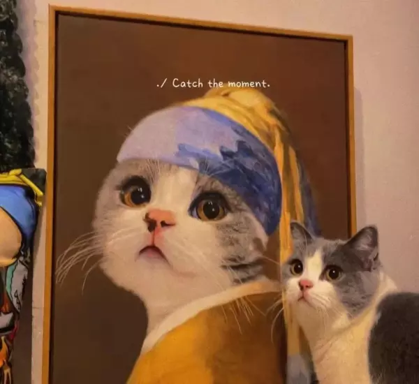 流浪猫与宠物猫的命运是什么意思区别(4)