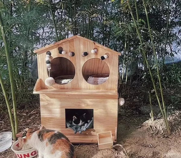 流浪猫与宠物猫的命运是什么意思区别(5)