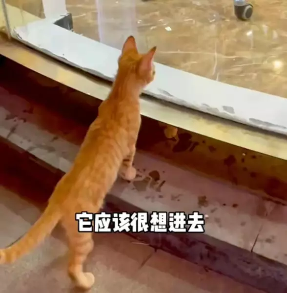 流浪猫与宠物猫的命运是什么意思区别(6)