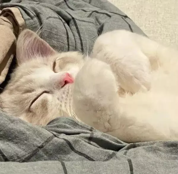 流浪猫与宠物猫的命运是什么意思区别(7)