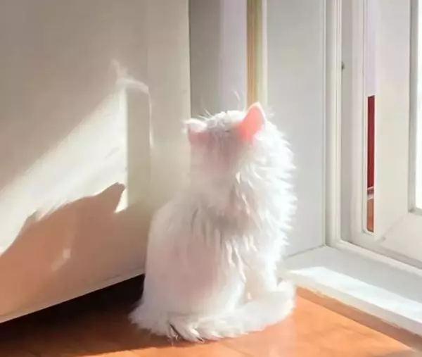 流浪猫与宠物猫的命运是什么意思区别(8)