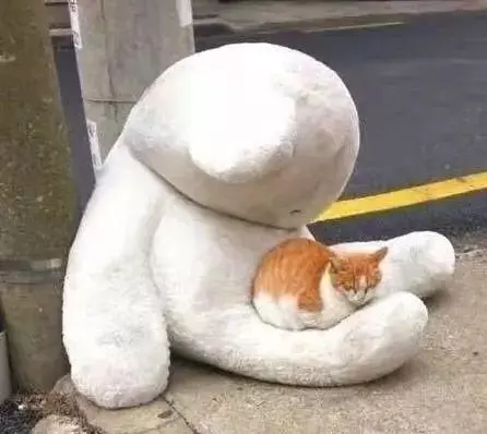 流浪猫与宠物猫的命运是什么意思区别(9)