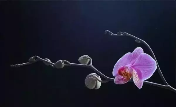 公历一九二八年十月一日出生的人命运怎么样(1)