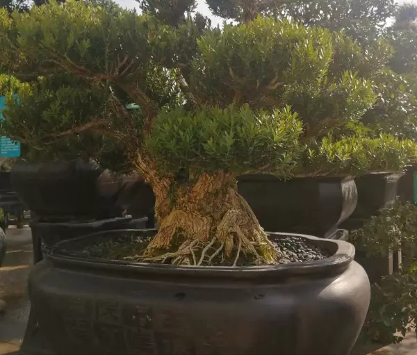院子里种什么树风水好又旺财(10)