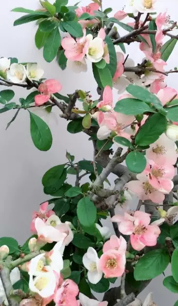 院子里种什么树风水好又旺财(14)