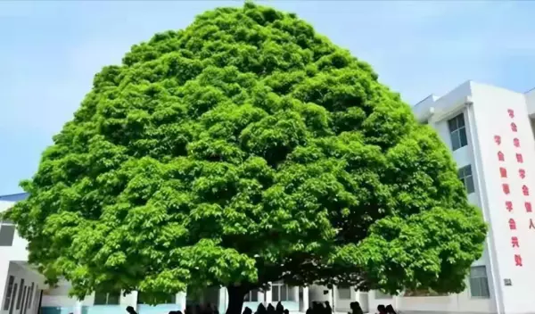 院子里种什么树风水好又旺财(17)