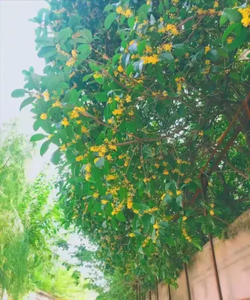 院子里种什么树风水好又旺财(21)