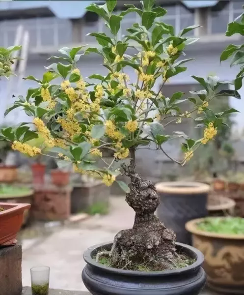 院子里种什么树风水好又旺财(23)