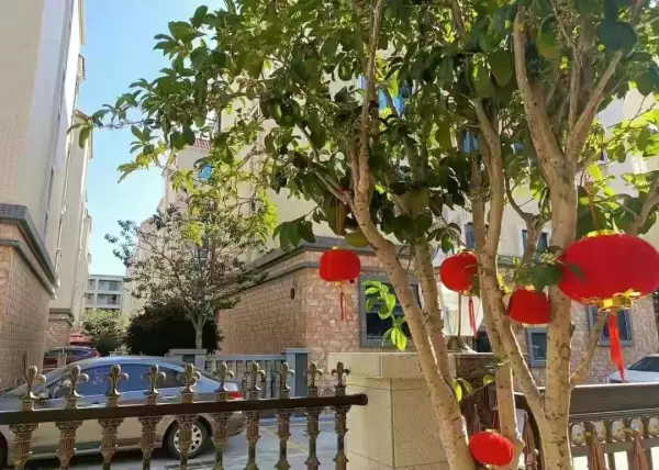 院子里种什么树风水好又旺财(24)