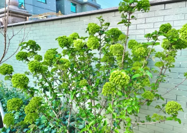 院子里种什么树风水好又旺财(25)