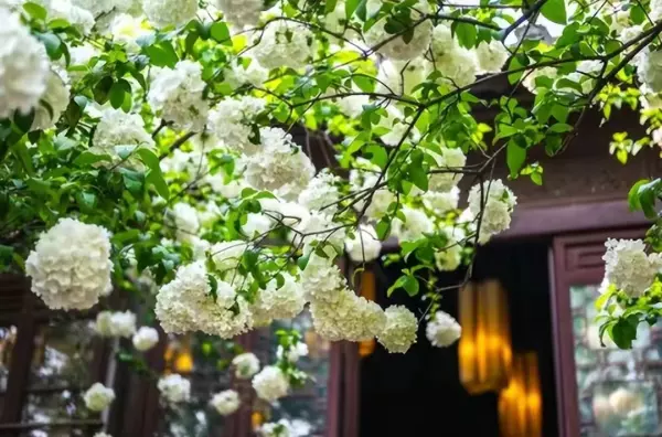 院子里种什么树风水好又旺财(26)