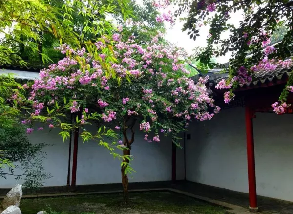 院子里种什么树风水好又旺财(4)