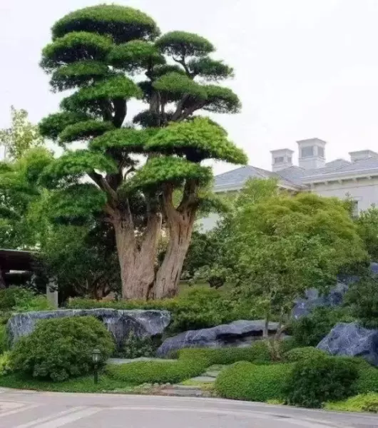 院子里种什么树风水好又旺财(5)