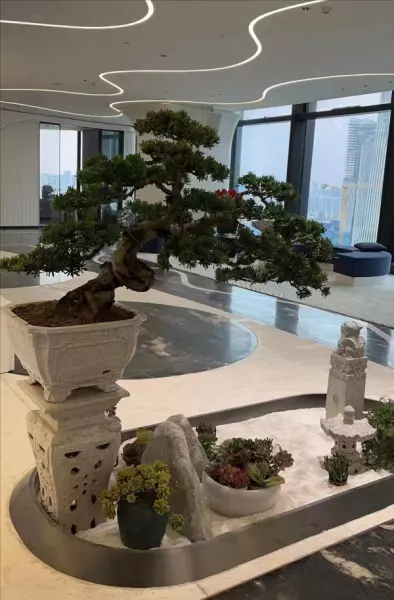 院子里种什么树风水好又旺财(7)