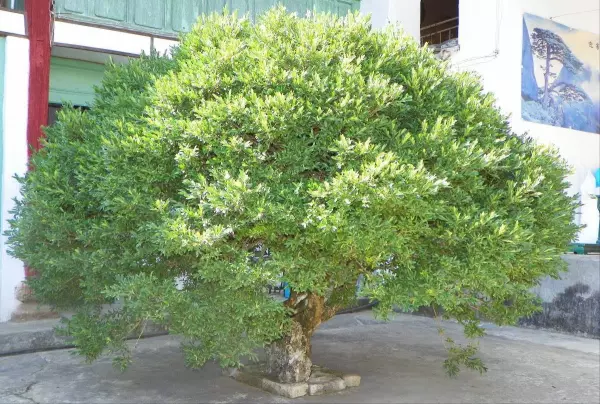 院子里种什么树风水好又旺财(9)