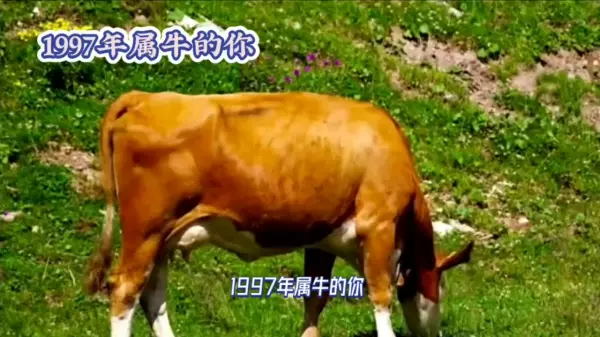 1997年公历5月8日14点出生的运势(1)