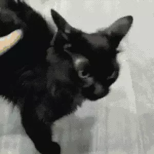 家里养黑猫好不好有没有什么说法(1)