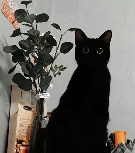 家里养黑猫好不好有没有什么说法(2)